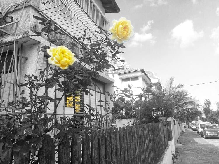 ורדים צהובים בגינה